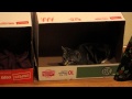 Cat in a Box Chases His Tail
