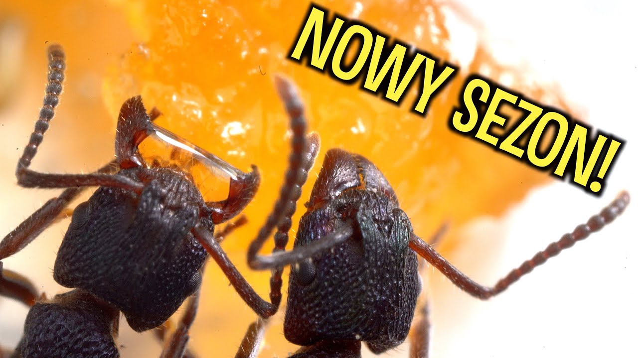 MRÓWKI PO ZIMOWANIU! 🐜🪳 Messor, Camponotus, Rhytidoponera