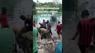 detik detik penangkapan buaya raksasa di tempat wisata labuan cermin biduk'berau#shorts #tranding