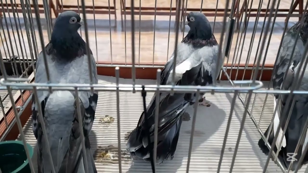 Mistrzostwa Polski w lotach gołębi wysokolotnych cz. 1 | Tomaszów Lubelski 2025