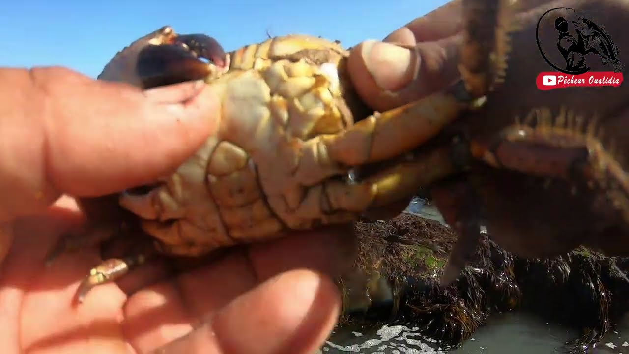 الرايس شعيبة دائما في حوار مع البحر والسمك المصيد الثوتة