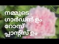 ഒരുപാട് വെറൈറ്റി റോസുകൾ