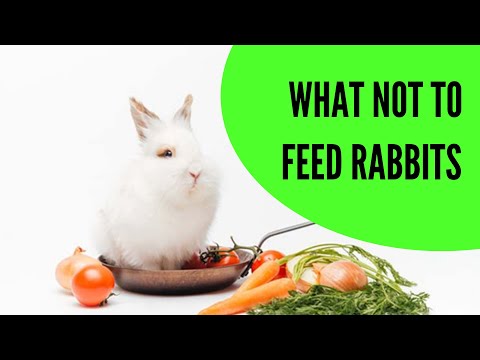 Vidéo: Bad Rabbit Food: De quoi ne pas nourrir votre lapin