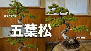 充実した樹姿をご覧ください - YouTube
