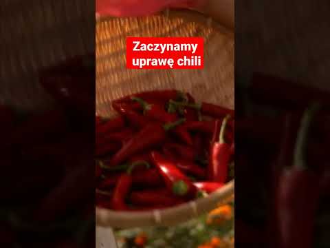 Wideo: 4 sposoby na zrobienie soku z trawy pszenicznej