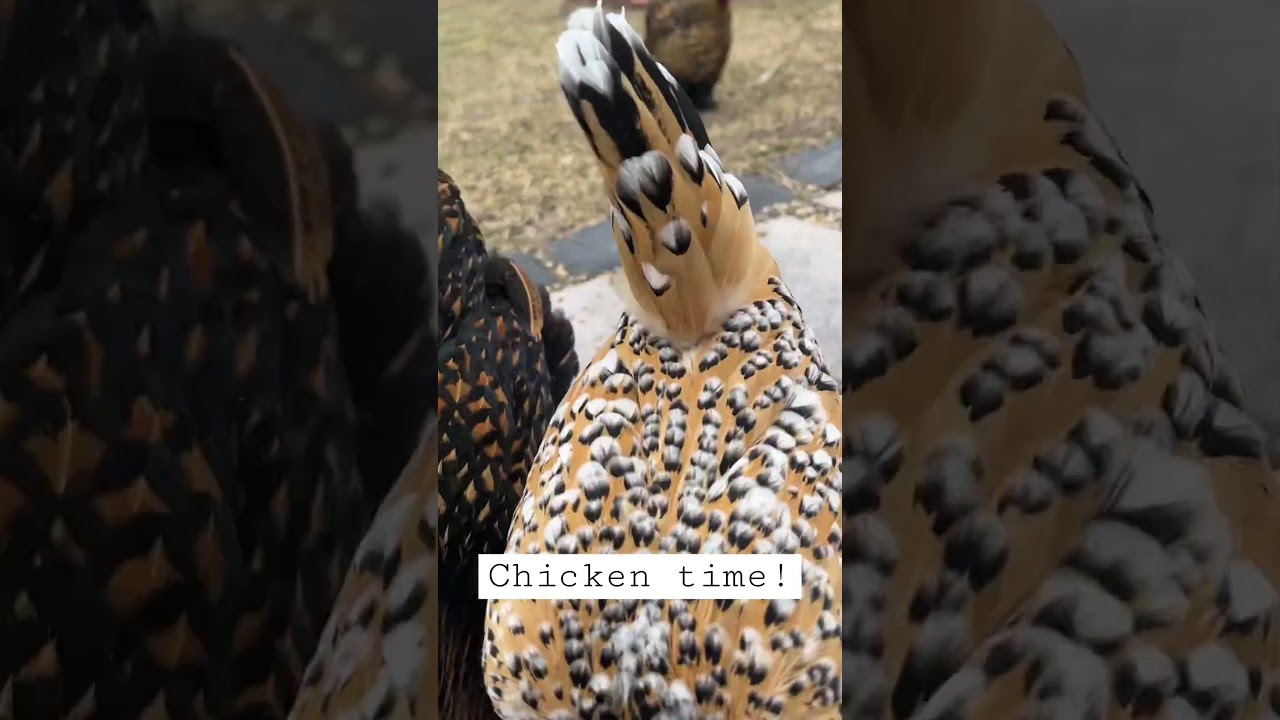 Hanging out with the chickens! #chickens #cute #animals #adorable #chicken #farm #homestead #happy