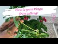 How to grow periwinkle from cuttings catharanthus roseus