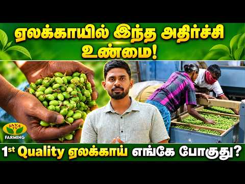 ஏலக்காய் விவசாயம் 100% ஆர்கானிக் சாத்தியமில்லை | Jayatv Farming