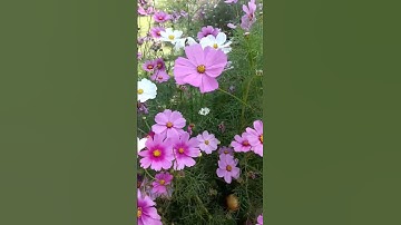 Thumbnail of Beautiful cosmos flowers garden #flowers #garden #shorts