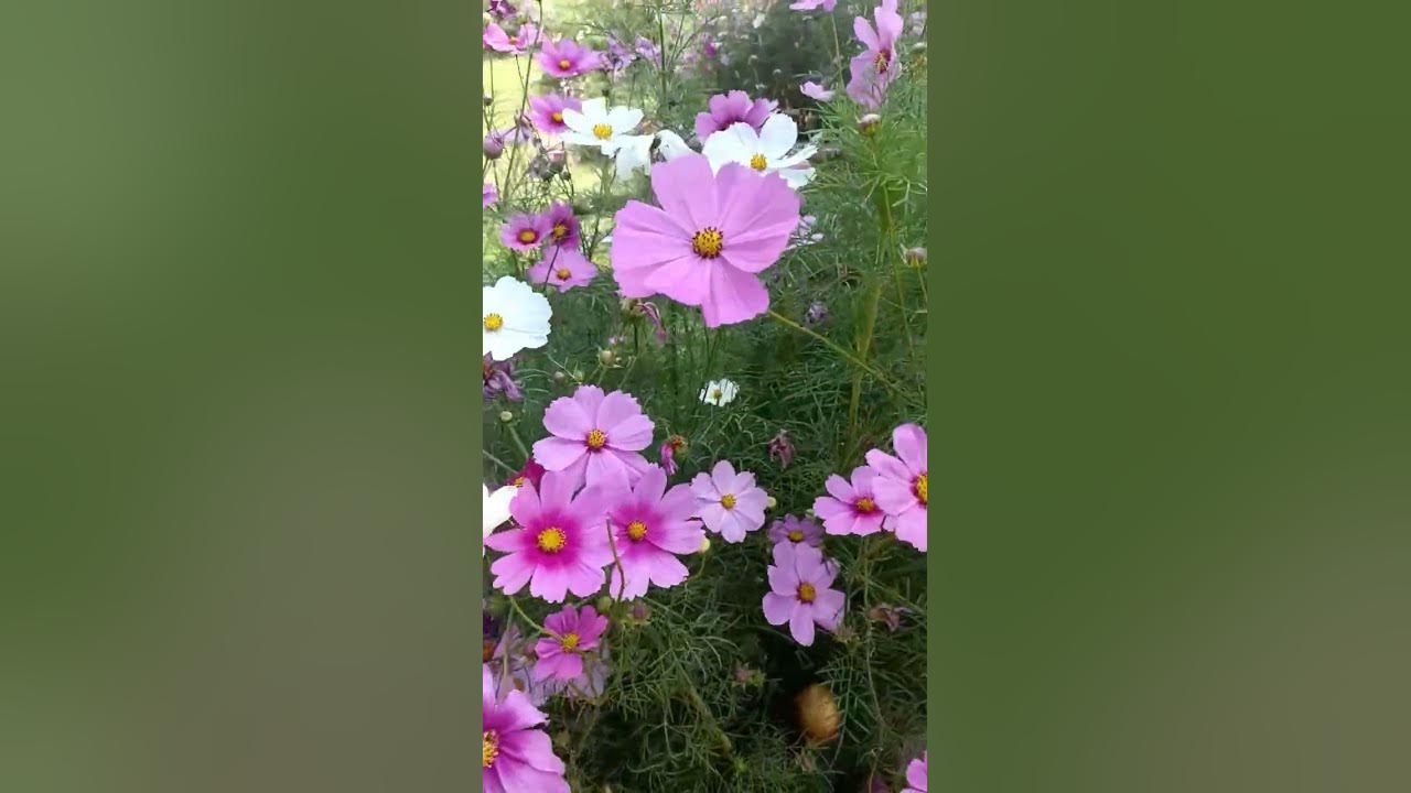 Beautiful cosmos flowers garden #flowers #garden #shorts