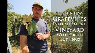 Turn a Few Grape Vines Into An Entire Vineyard In a Couple Weeks With Green Cuttings