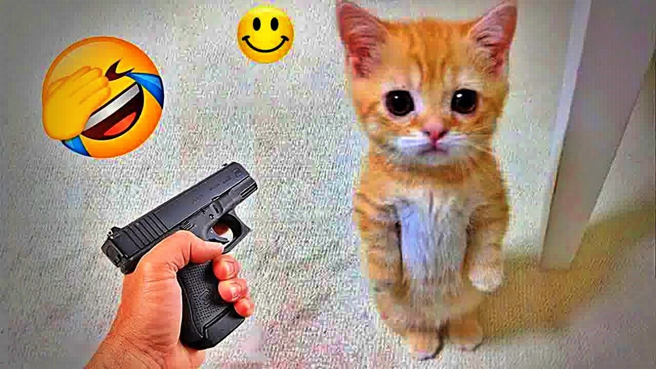 Best Funny Dogs and Cats Videos😹🐕Funniest Animal videos 2026😉