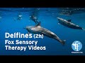 Delfines (2h): Fox Sensory Therapy Videos