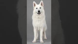 Rasseportrait Schweizer weißer Schäferhund Erziehung Training Charakter Doku, Welpen Erstausstattung