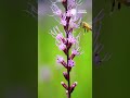 Wildflowers near Toledo, Ohio #shorts