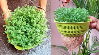 Grow Chickpea at home in water; Chana उगाने का सबसे आसान तरीका : Gram in hydroponic system