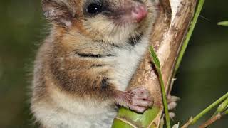 Microbiotheria | Wikipedia audio article