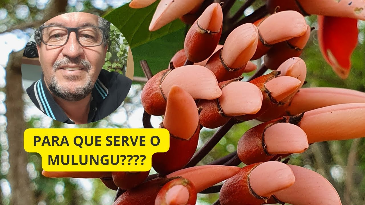 MULUNGU - Erythrina crista-galli. Como identificar e para que serve?