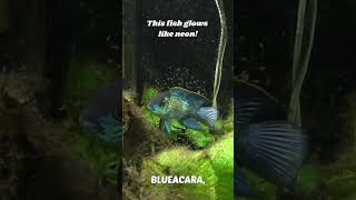 Download Lagu BLUE ACARA -THIS FISH GLOWS LIKE NEON  #fish #facts #aquarium #aquariumfish #hobby #coralreef MP3