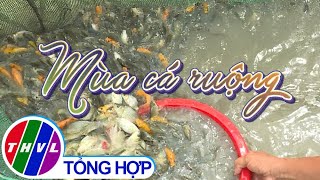 Nhịp sống đồng bằng: Mùa cá ruộng