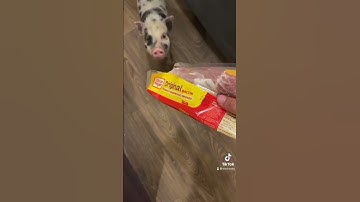 Pig eating bacon