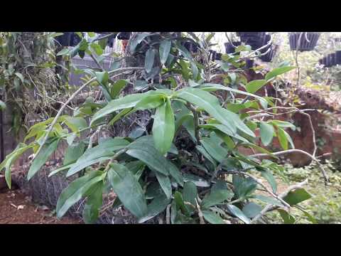 How to grow orchid | Trồng kiến phong lan phi điệp - cách trồng giả hạc