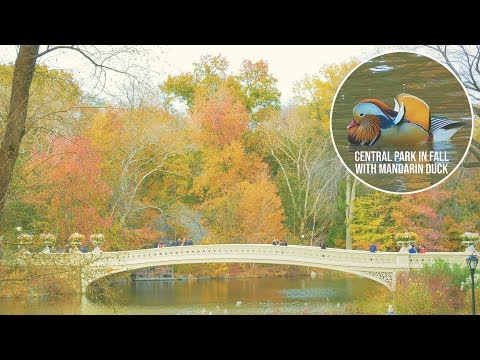 Vídeo: Tour de fullatge de tardor de New Hampshire