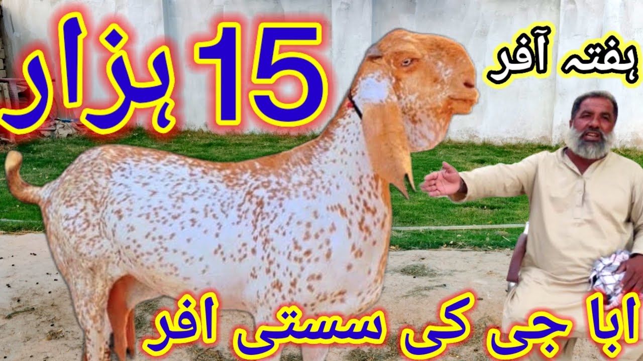 ابا جی کے فارم کی مکھی چینی دو دو ماہ والی گبن بکریاں چار چار بچے پانچ ...