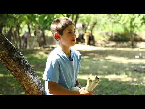 9 წლის ფერმერი საბა სოფელ ორბეთიდან, რომელიც ძროხებს, ცხვრებს და ოჯახს დამოუკიდებლად უვლის