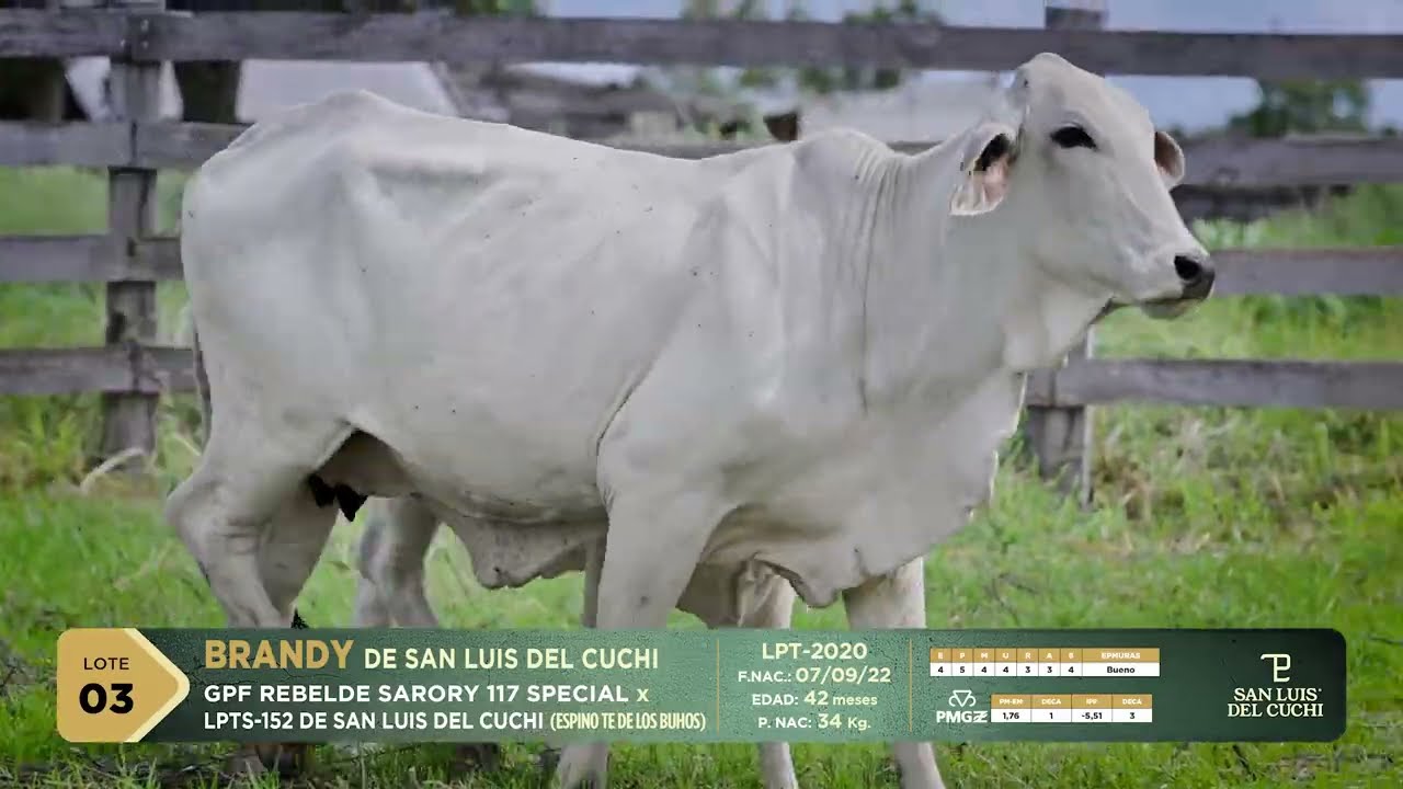 LOTE   03