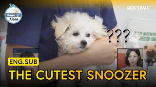 Jun Hyun Moos Puppy Is Too Brave For His Size | Home Alone EP651 | KOCOWA+