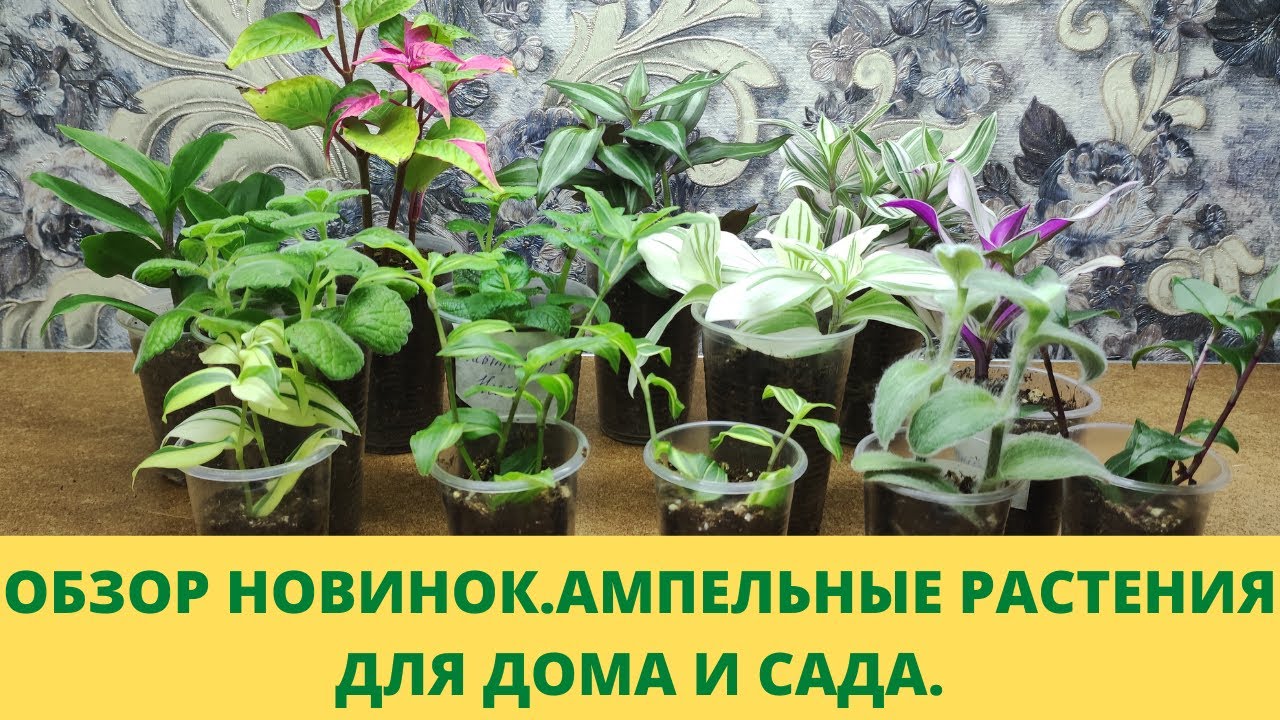 Мои новинки. Новые ампельные растения в моей коллекции. Виды традесканций и плектрантуса. Мои планы.