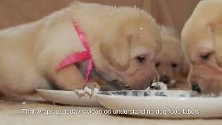 Decoding Dog Food Labels: Understanding What's in Your Dog's Bowl!