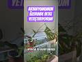 AKVARYUM ÜZERİNDE BİTKİ YETİŞTİRİYORUM