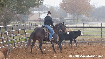 Black Hickory Olena - working cows - Valley View Ranch