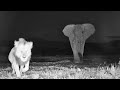 Elephant chases lion into camera