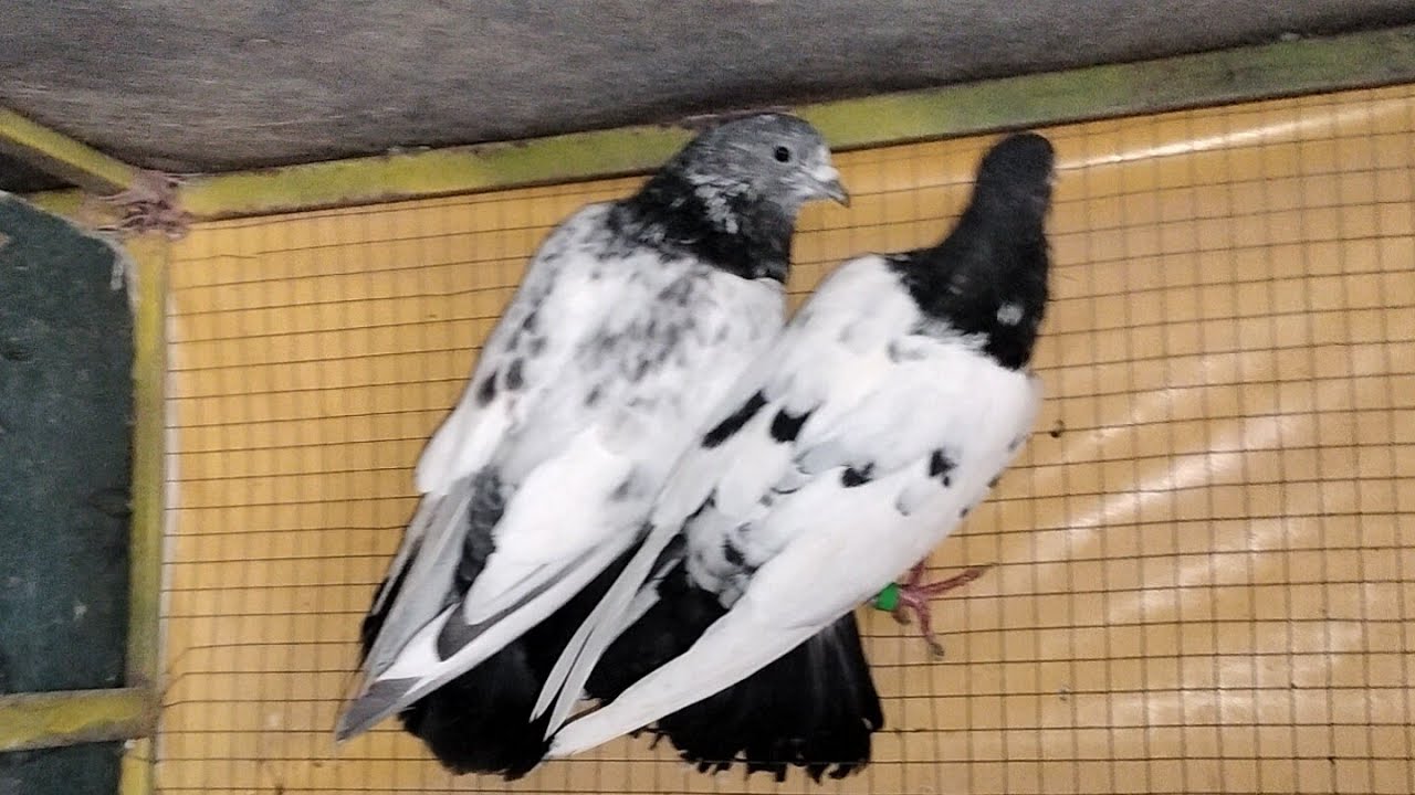 ماشاءاللہ جہلم سے بریڈر12 جوڑے اگئےپہلی ویڈیو 5000جوڑا 6جوڑو کا شوق کرے جہلم 03435073582