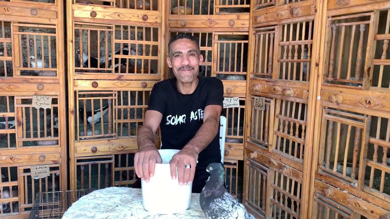 التخلص من حشرات الحمام نهائيا🥰