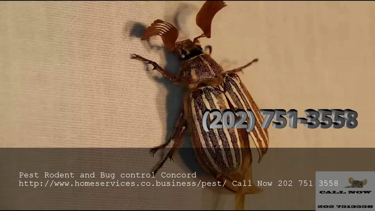 Pest Rodent And Bug Control Concord YouTube