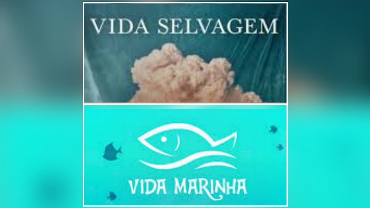 vida selvagem x  vida Marinha