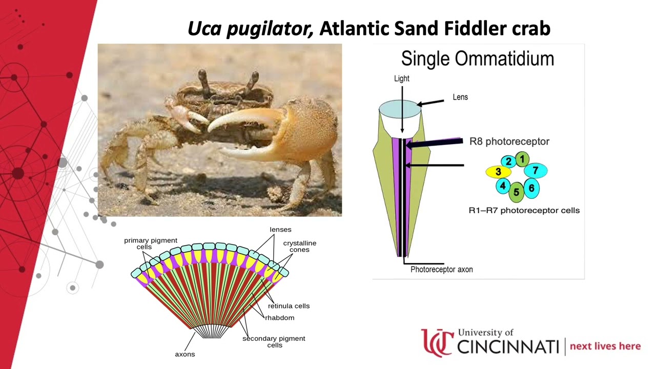 Spectral Sensitivity underlying escape responses in Uca pugilator, Fiddler Crabs