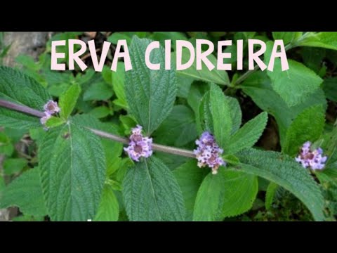 APRENDA PLANTAR ERVA CIDREIRA PASSO A PASSO