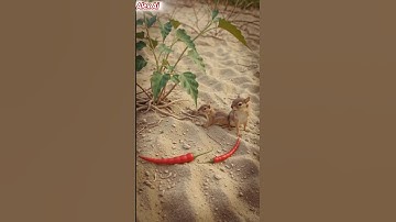 Squirrel watered the red chilli plant and saved it from drying up 😭 #ai #tree #save #watering