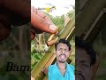 YouTube short Bamboo 🔫lovers how 😱 are you today #bamboo #trending #birds #toys #diy #green #shorts
