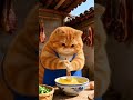 Cat Making omelette 🍜 #ytshorts #shorts #shortvideo #shortsfeed #trending #viral #cartoon #comedy