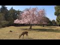 桜が散り始めた奈良公園と鹿さん