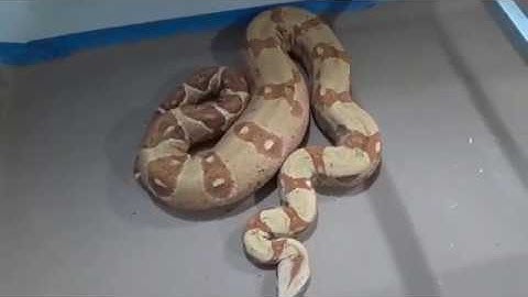 Boa Breeding Progress:  OVULATION!!!!