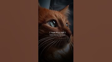 اكتب شيء تؤجر عليه يوم القيامة 😴🖤 #القرآن_الكريم #المصحف #آيات_الرحمة