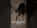 The next “Good Boy” dog?