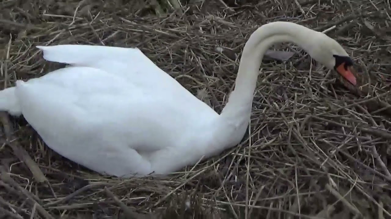 Caldecotte Lake.Озеро Кальдекотт.